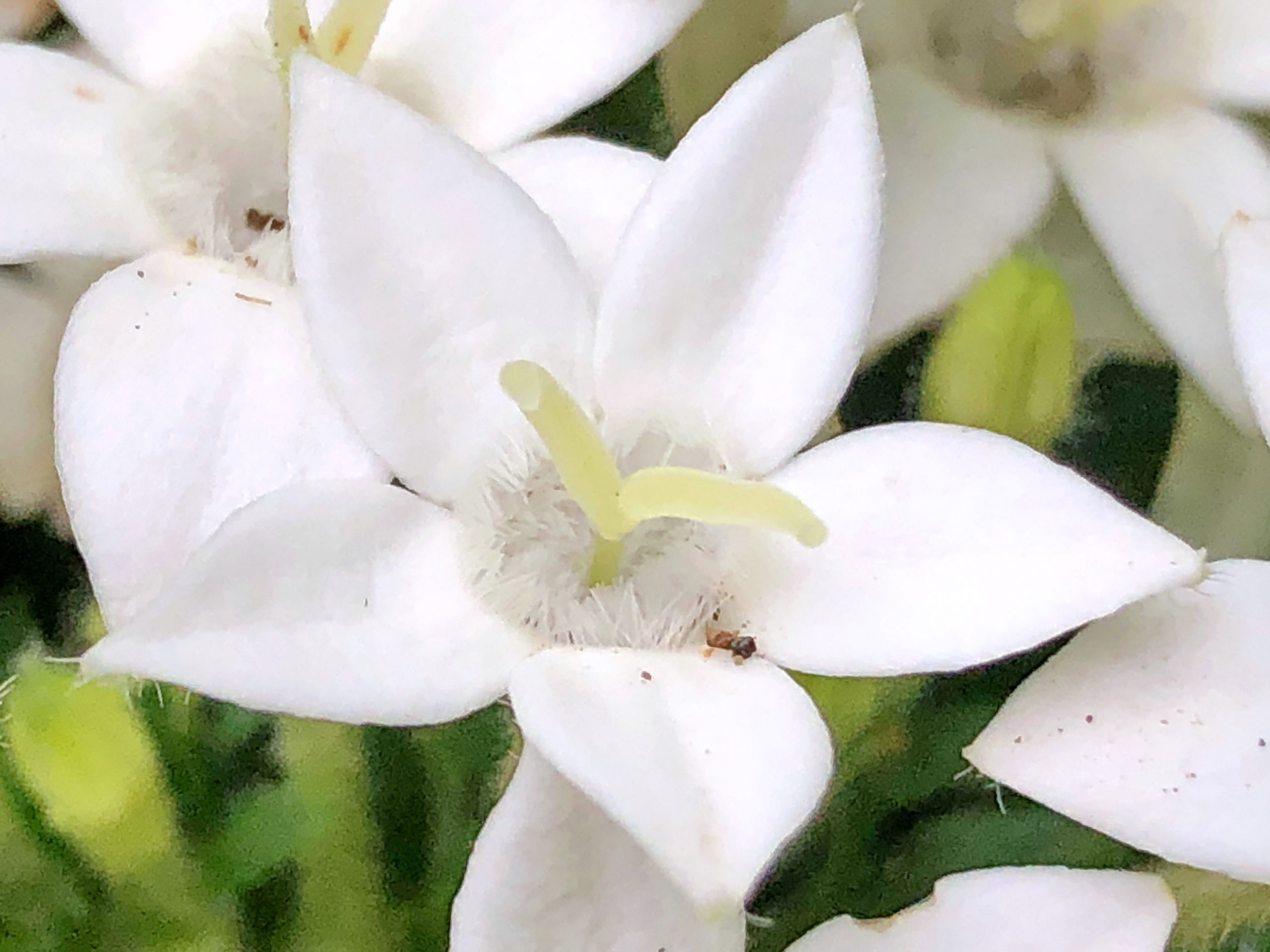 アカネ科 ペンタス 奥行き１ｍの果樹園