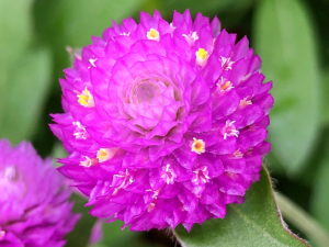 センニチコウの花