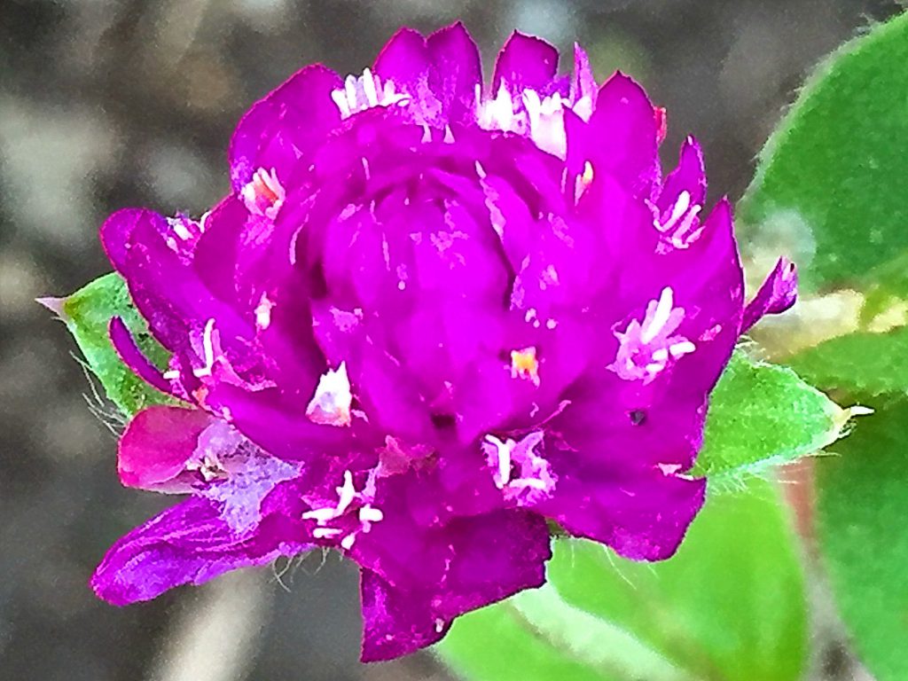 センニチコウの花に見えるところは紫、ピンク、白、赤に色づいた苞葉