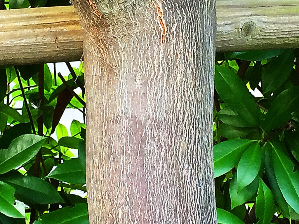 なめらかで暗黒色から次第に縦にひび割れて灰褐色に変化するハクウンボクの樹皮