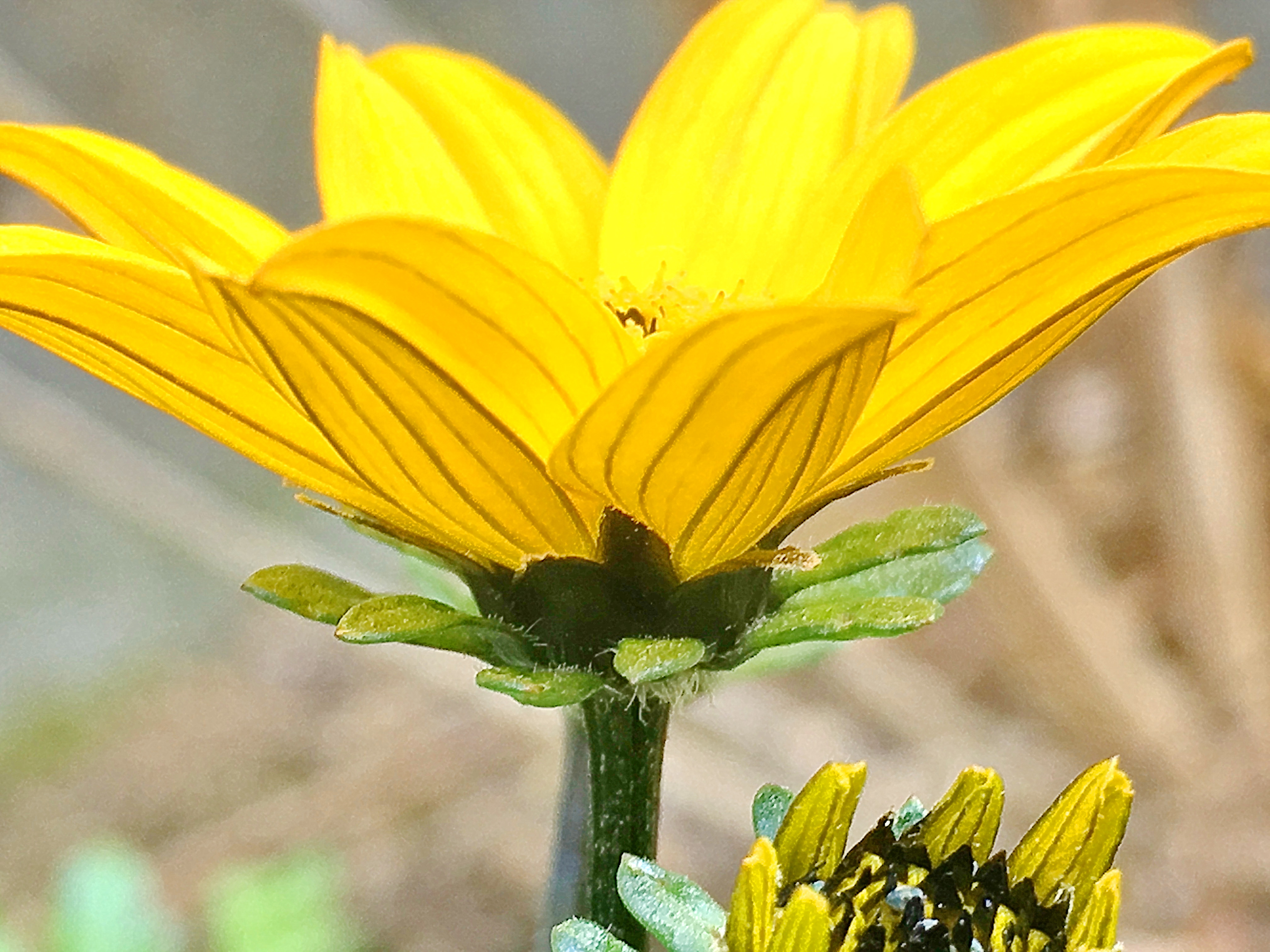 キク科 ビデンス ウインターコスモス 奥行き１ｍの果樹園