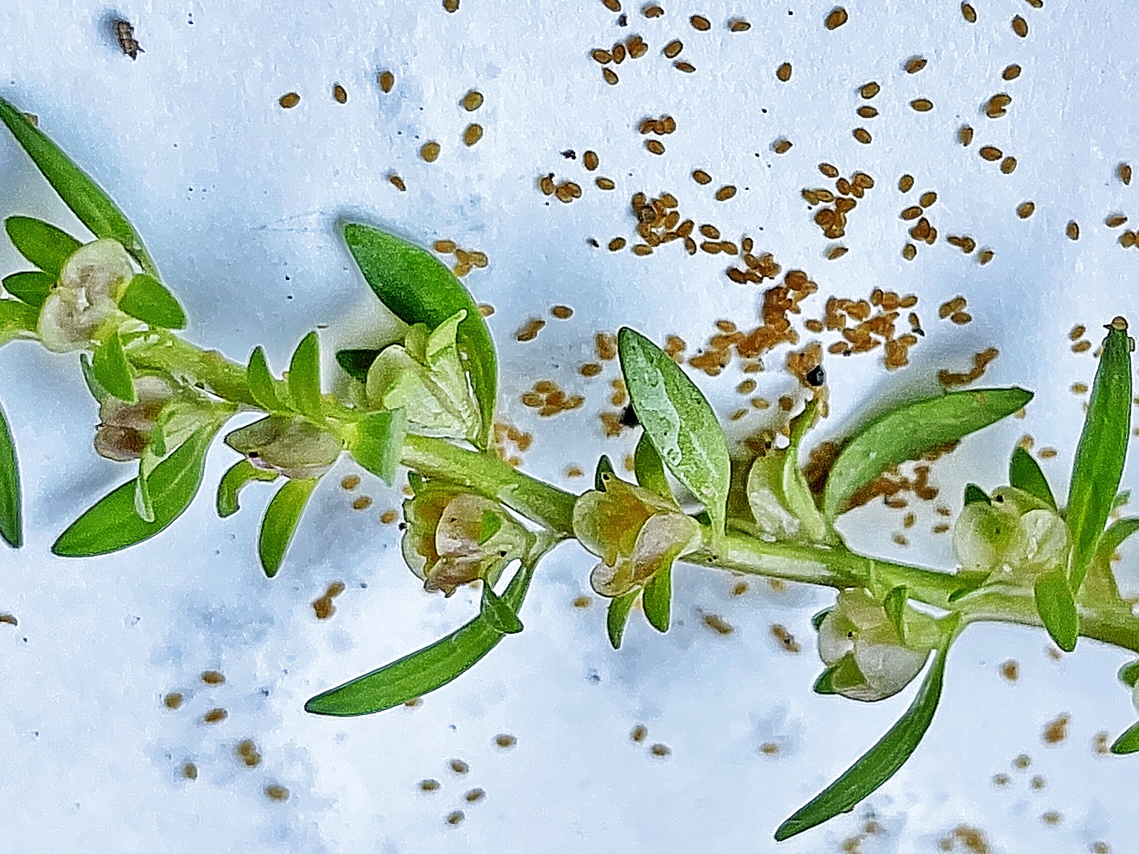 オオバコ科 ムシクサ 奥行き１ｍの果樹園