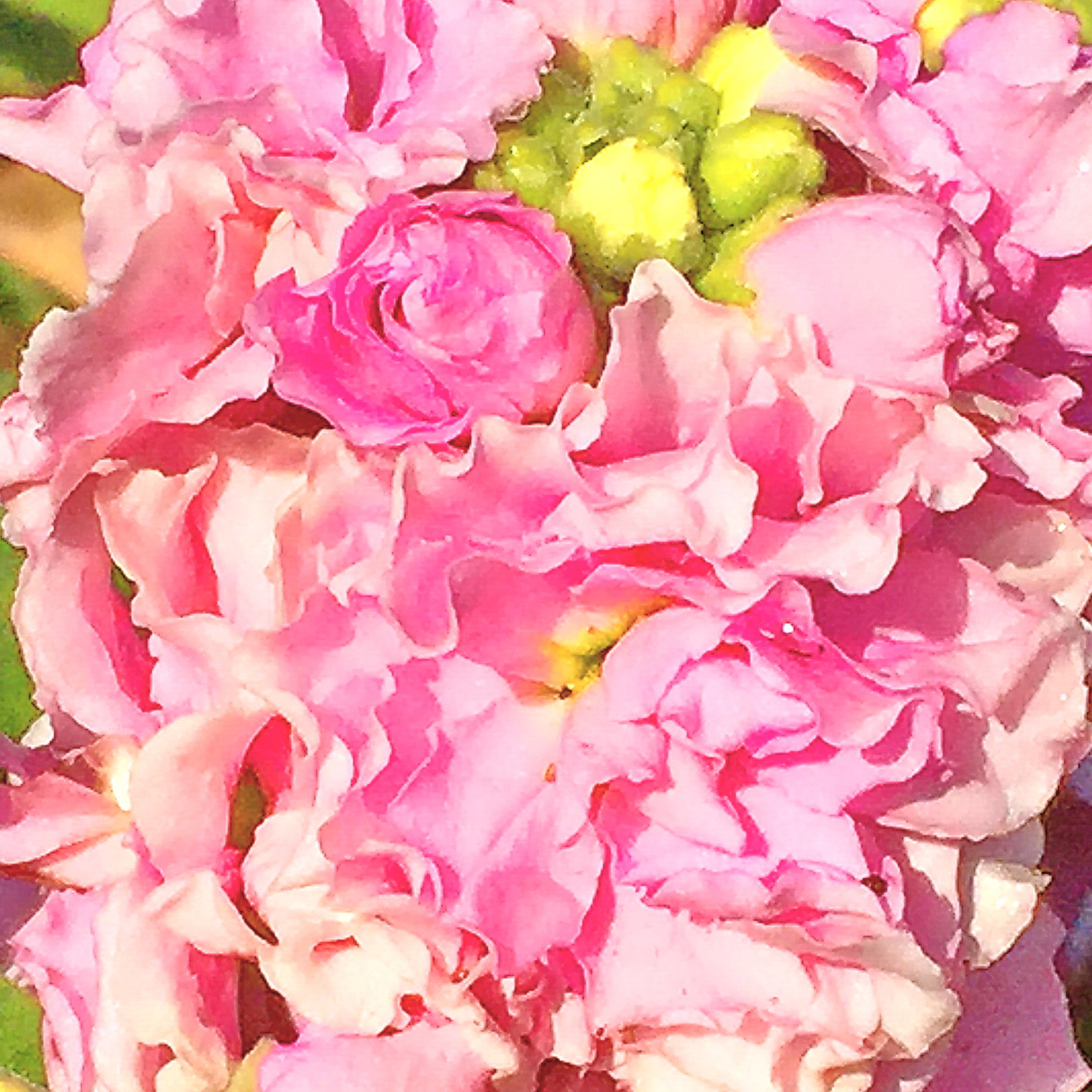 八重咲ストックの花