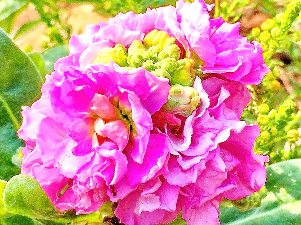 華やかなピンク色の八重咲のストック