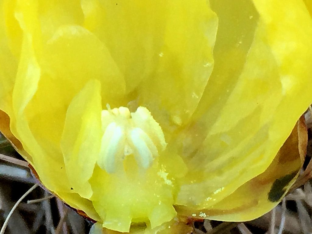 ソシンロウバイ（素心蝋梅）雄性期、５本の雄しべが閉じて花柱に密着している