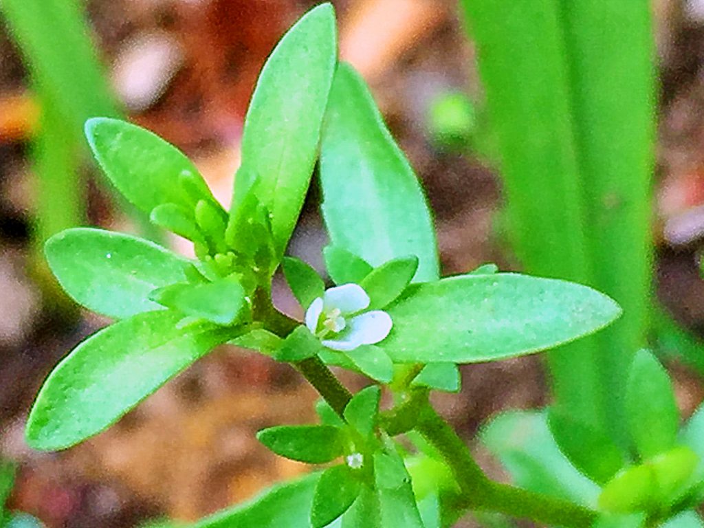 ムシクサは明るい緑色の披針形の葉に白い小さな４弁花