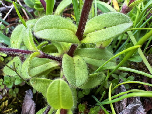 オランダミミナグサ