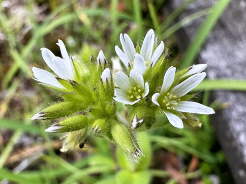 オランダミミナグサ