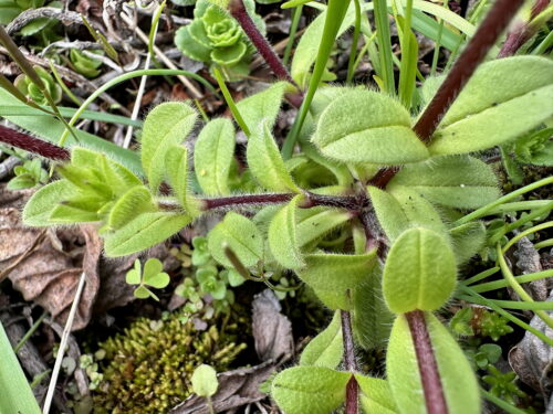 オランダミミナグサ