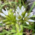 オランダミミナグサ