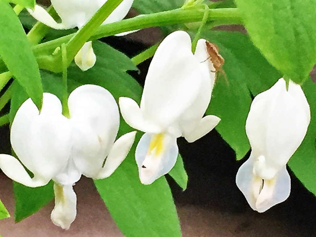 ケマンソウ（鯛釣り草）の花