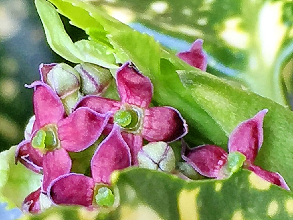 赤紫色の花弁は４枚、緑色の子房があるアオキの雌花