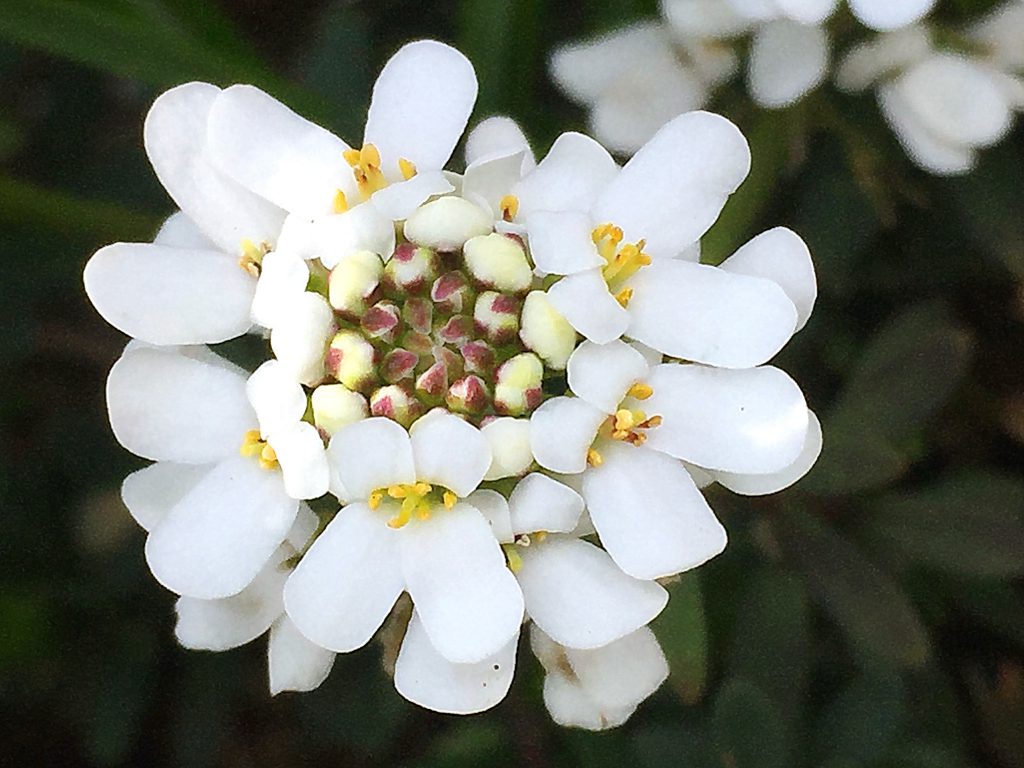 白い花弁に黄色い葯が映えるイベリス・センペルヴィレンス