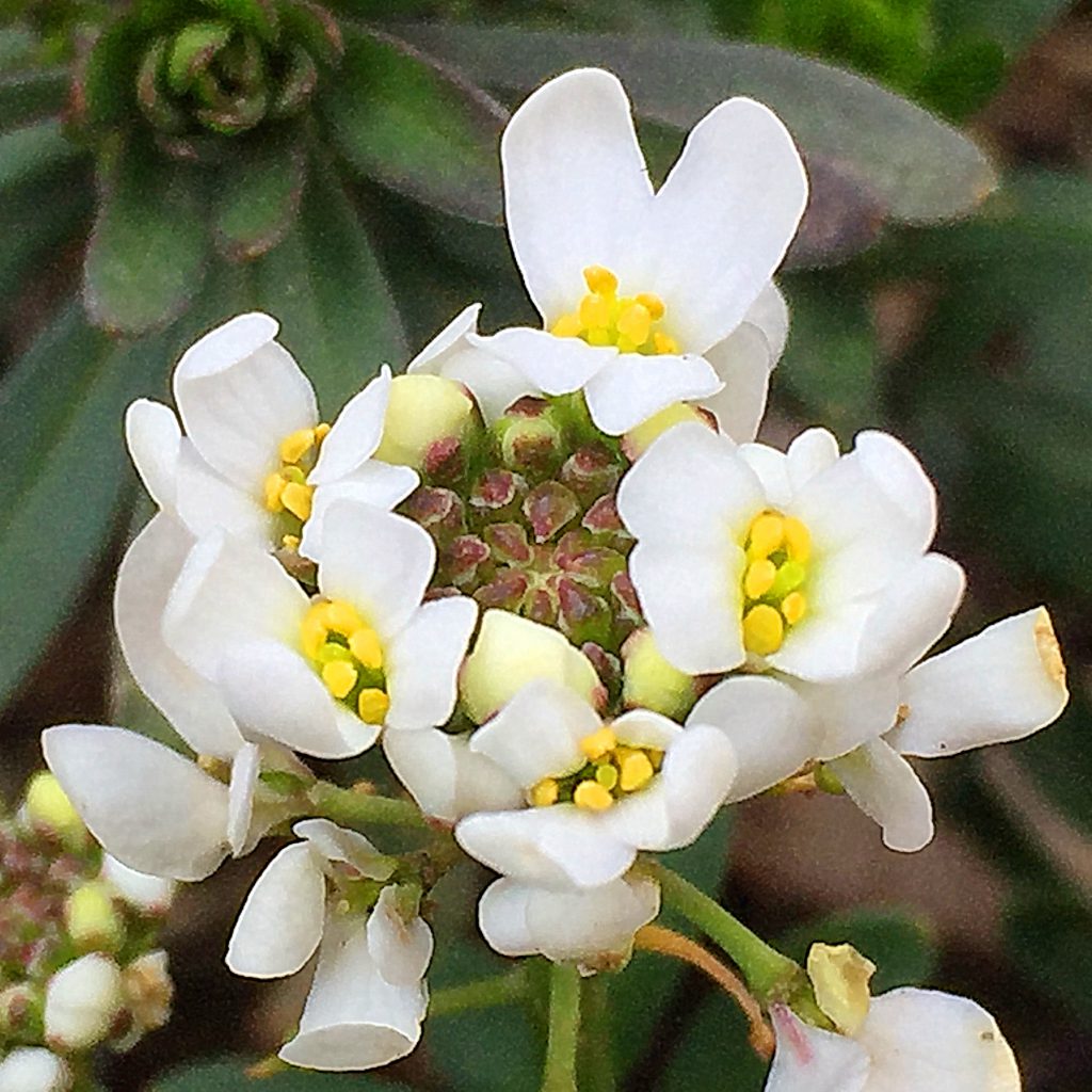 総状花序が外側から開花していくイベリス・センペルヴィレンス