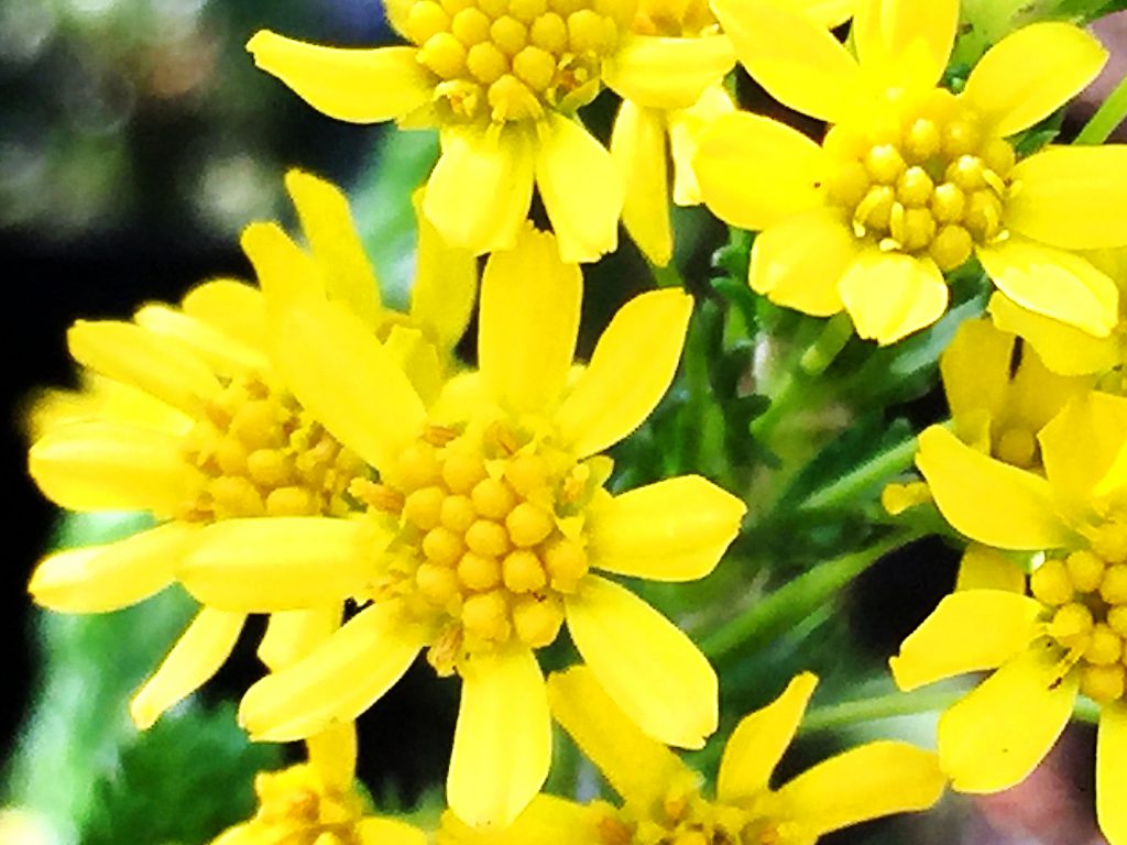 ゴールデンクラッカーの舌状花と筒状花