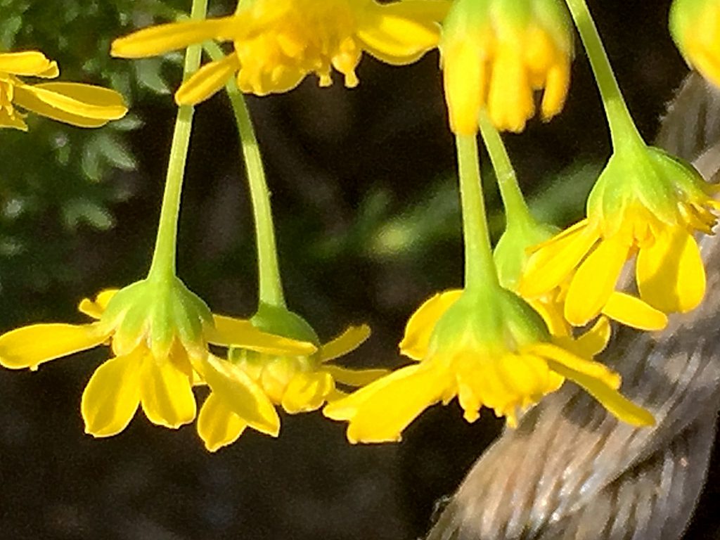 長い花柄の先の黄色いゴールデンクラッカー