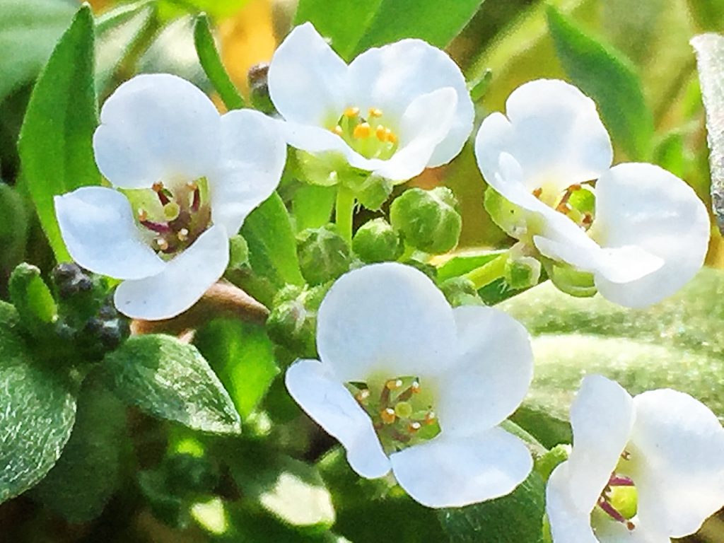 花弁は４枚、雌しべ１本、雄しべ６本の白い花スウィ－トアリッサム