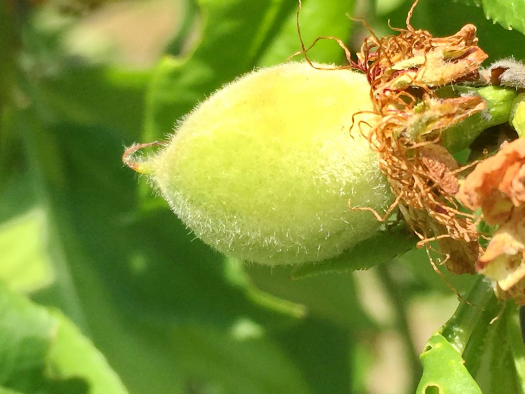 ハナモモ（源平枝垂れ）のまだ若い果実