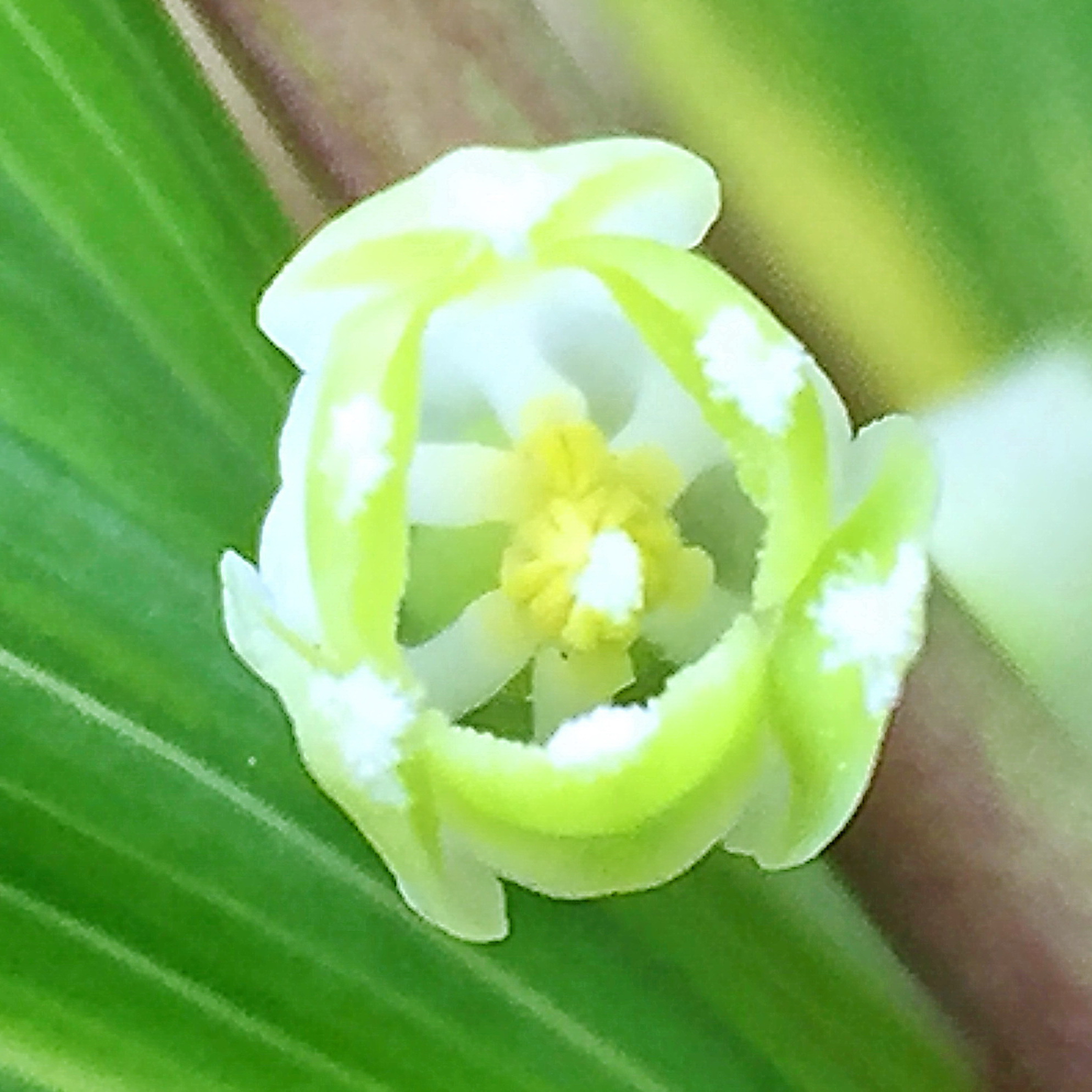 イネ科 エノコログサ 狗尾草 奥行き１ｍの果樹園
