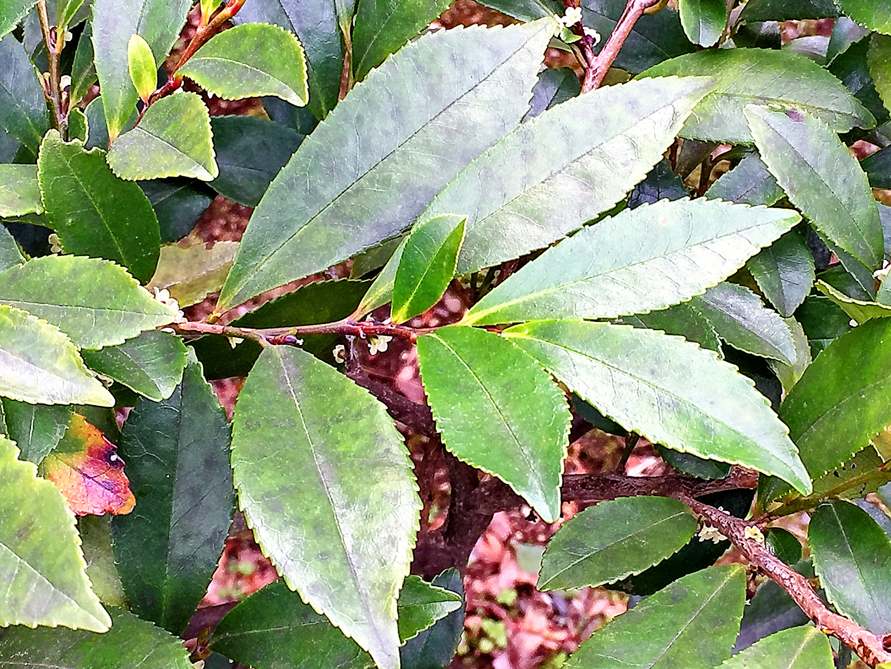 ツバキ科 ヒサカキ 姫榊 とホタルガ 奥行き１ｍの果樹園