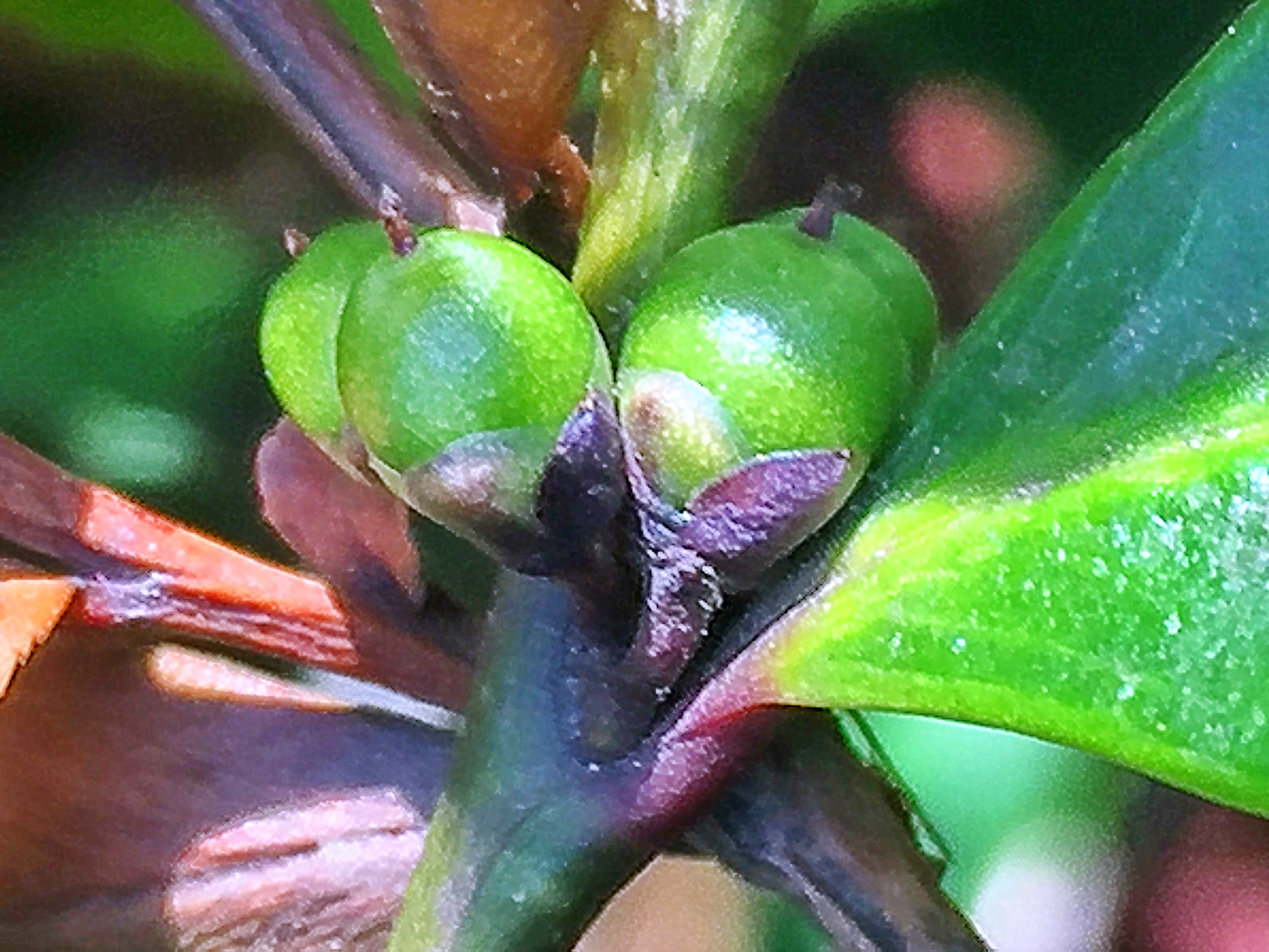 ツバキ科 ヒサカキ 姫榊 とホタルガ 奥行き１ｍの果樹園