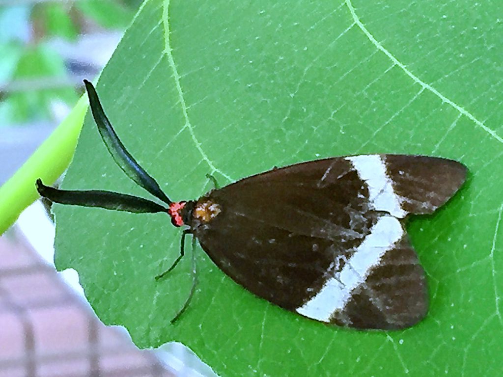 ホタルガ♂