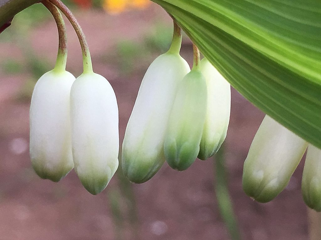 アマドコロの２個づつ並んだ筒状花