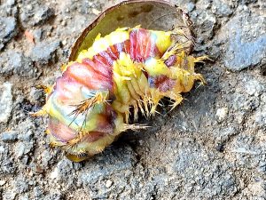 繭の中にいたイラガの終齢幼虫、鮮やかな色です