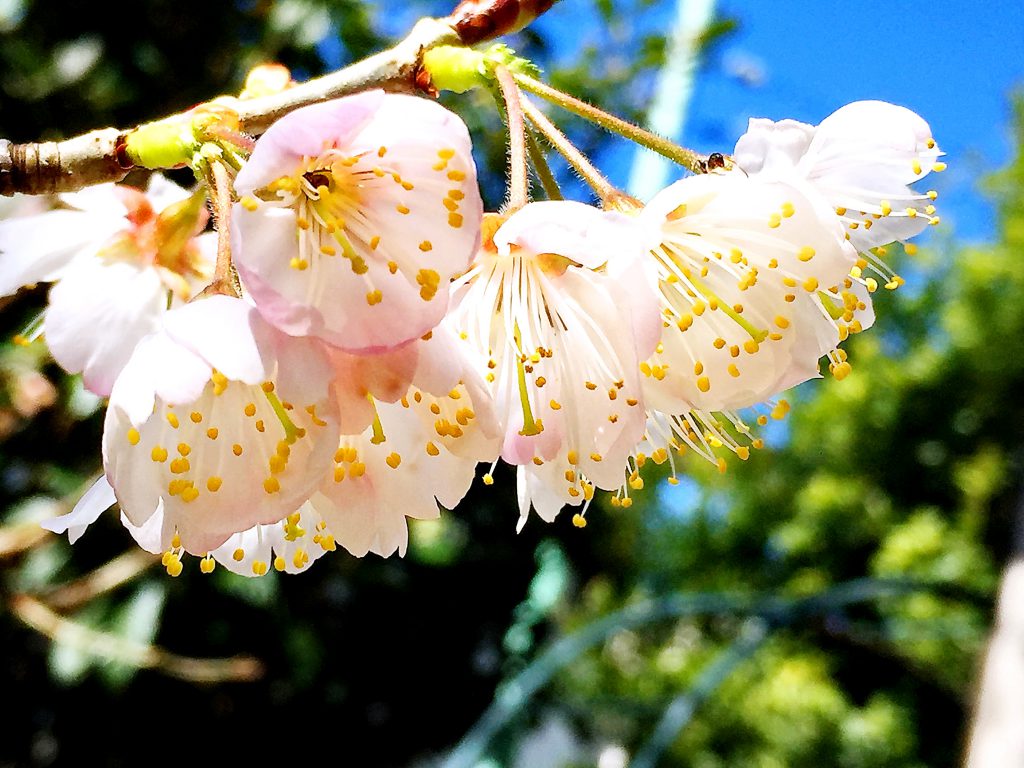 さくらんぼ（暖地桜桃）の花