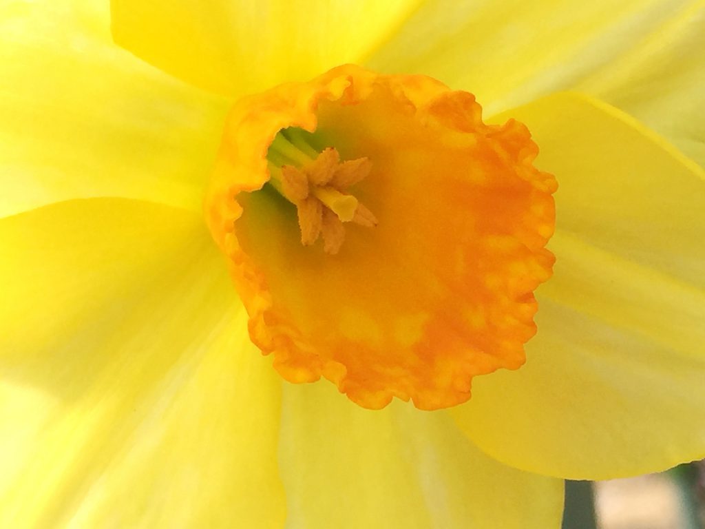 淡黄色の花被片にオレンジ色の副冠を持つフォーチュン