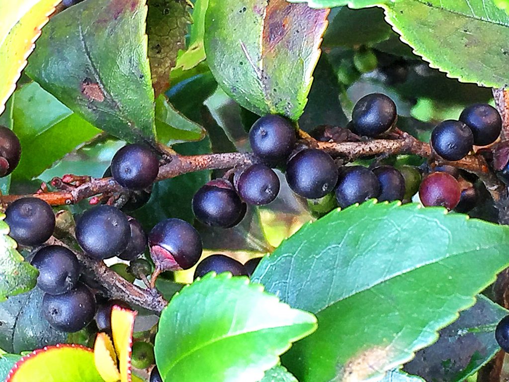 鳥が大好きな熟したヒサカキ（姫榊）の黒紫色の果実
