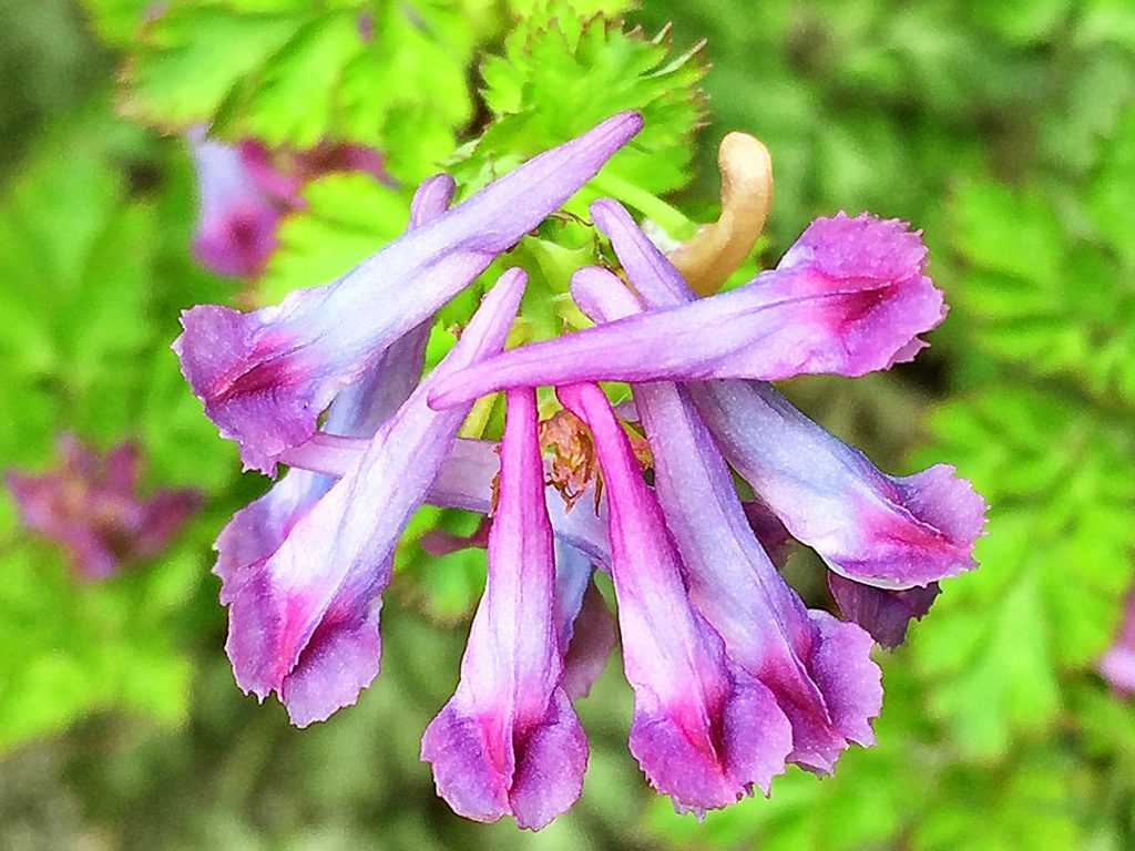 ムラサキケマン（紫華鬘）のあちこち向いた花