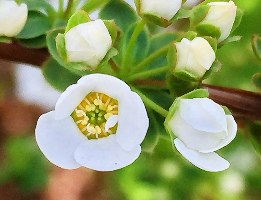 まぶしいほど鮮やかな白色のユキヤナギの花