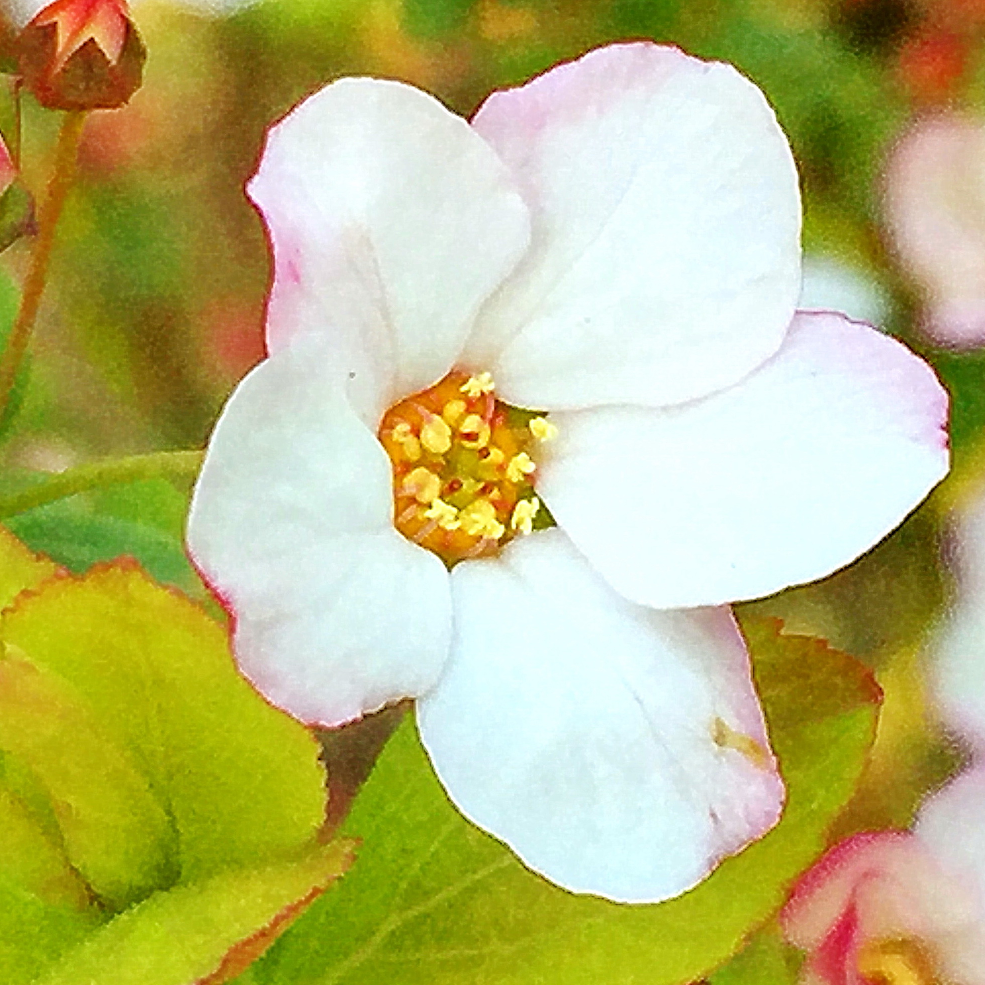 ユキヤナギピンクの花