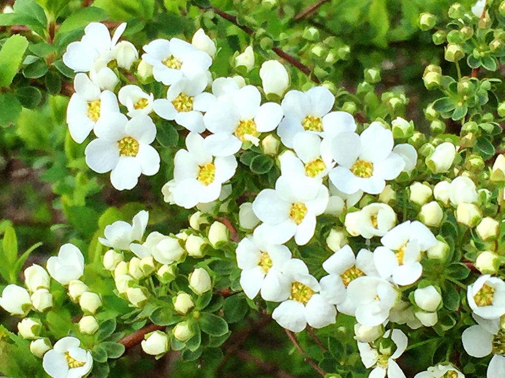 枝を覆うように小さな白い花を沢山つけるユキヤナギ