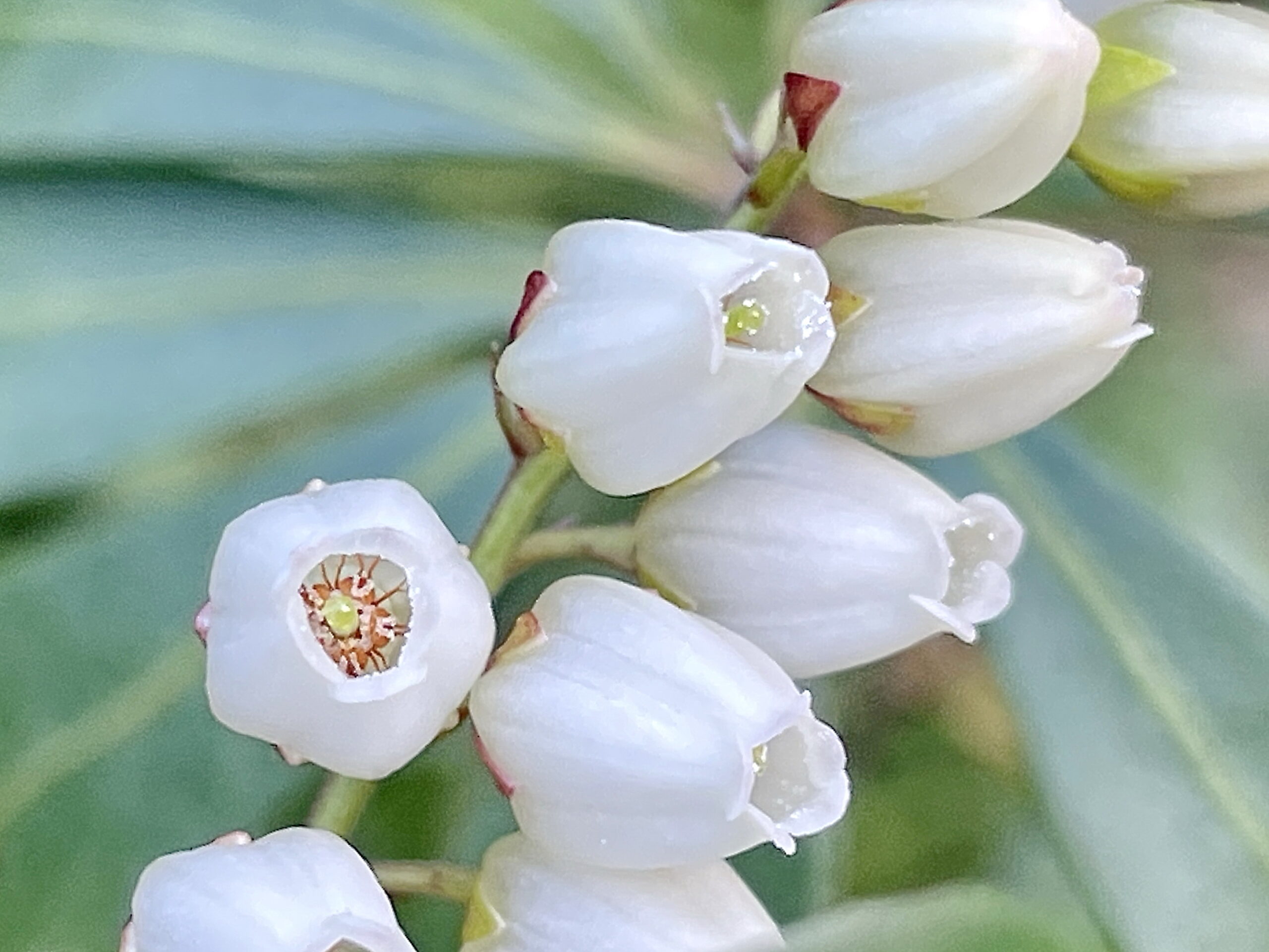 ツツジ科 アセビ 馬酔木 奥行き１ｍの果樹園