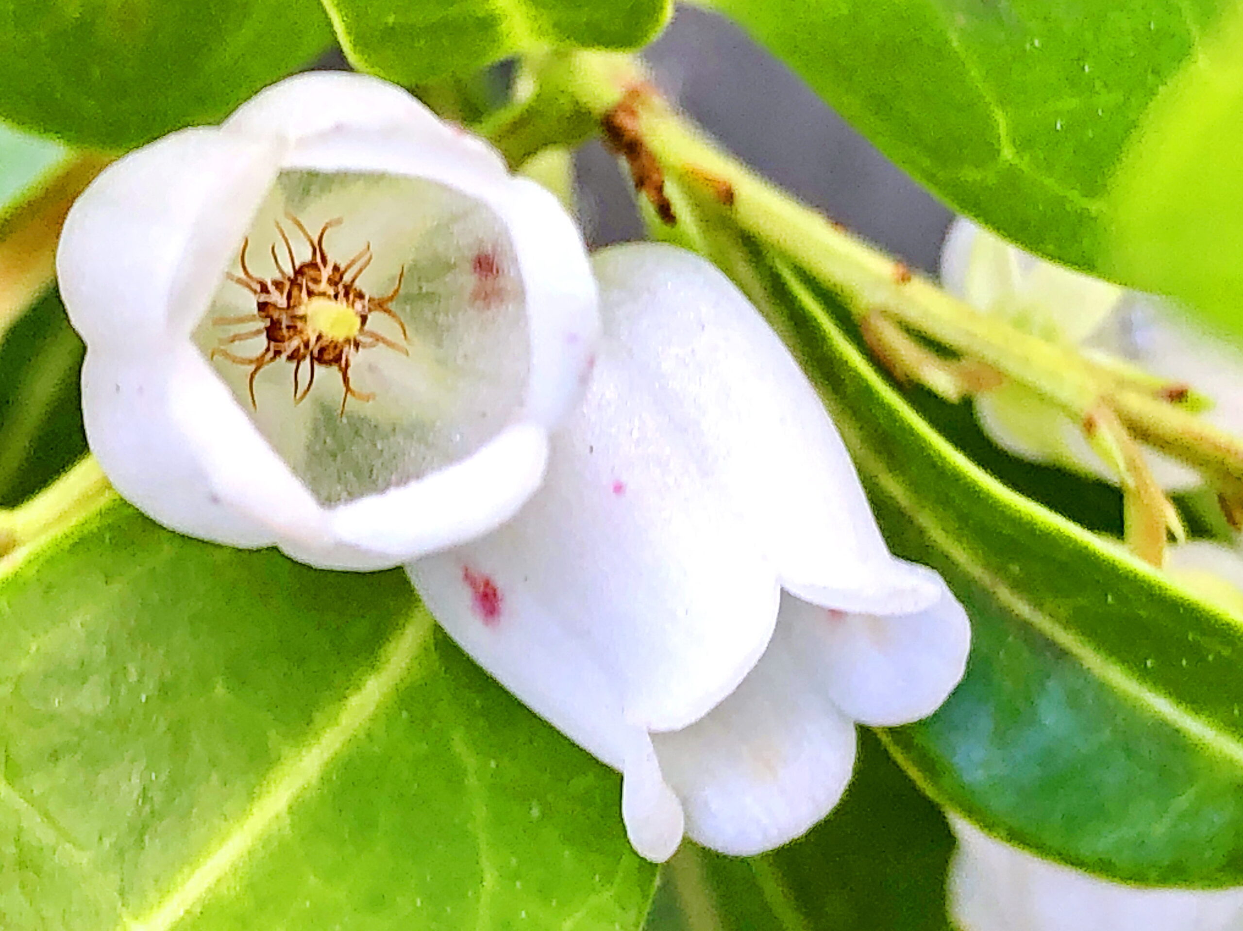 ツツジ科 アセビ 馬酔木 奥行き１ｍの果樹園