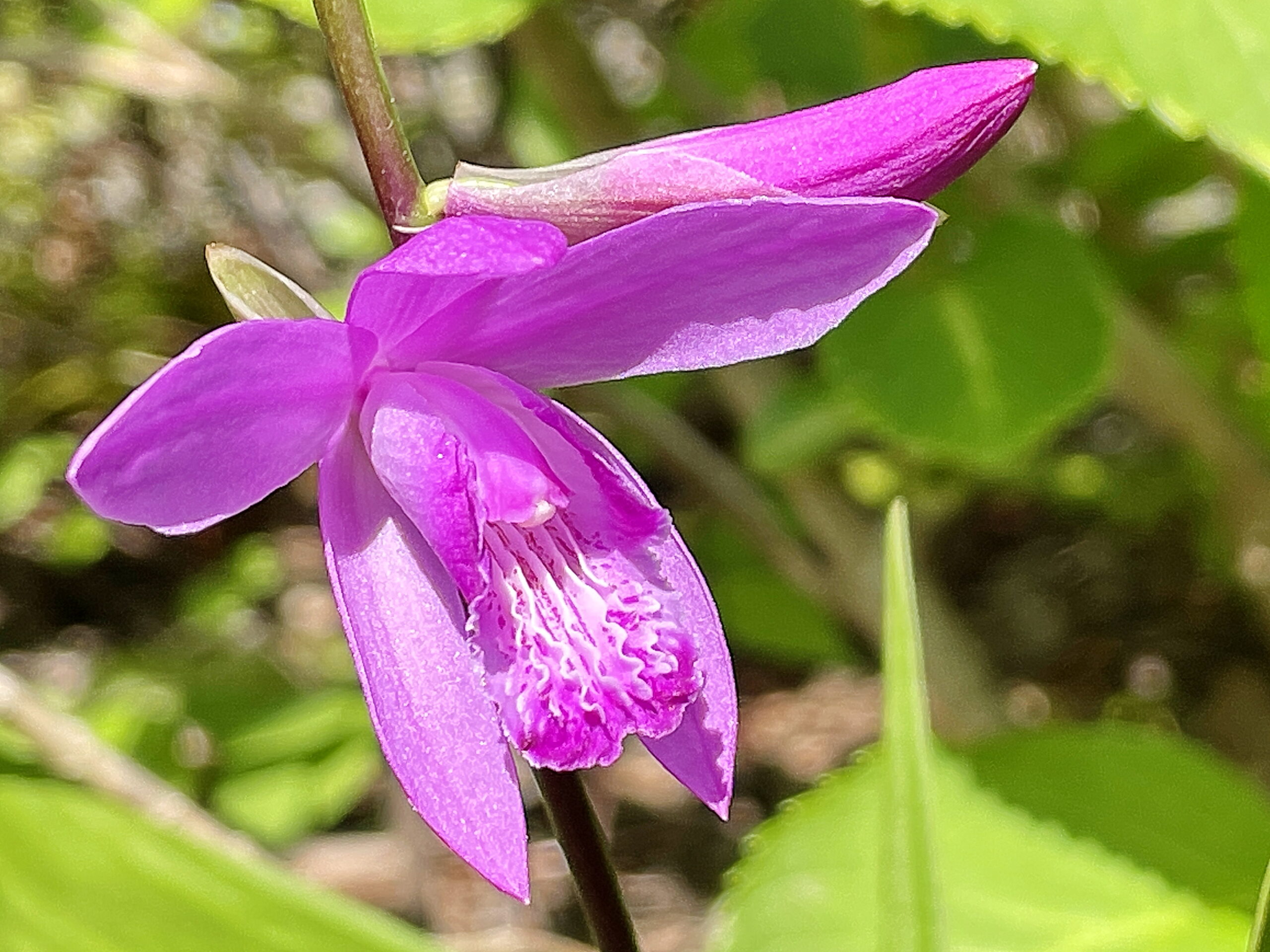 ラン科 シラン 紅蘭 奥行き１ｍの果樹園