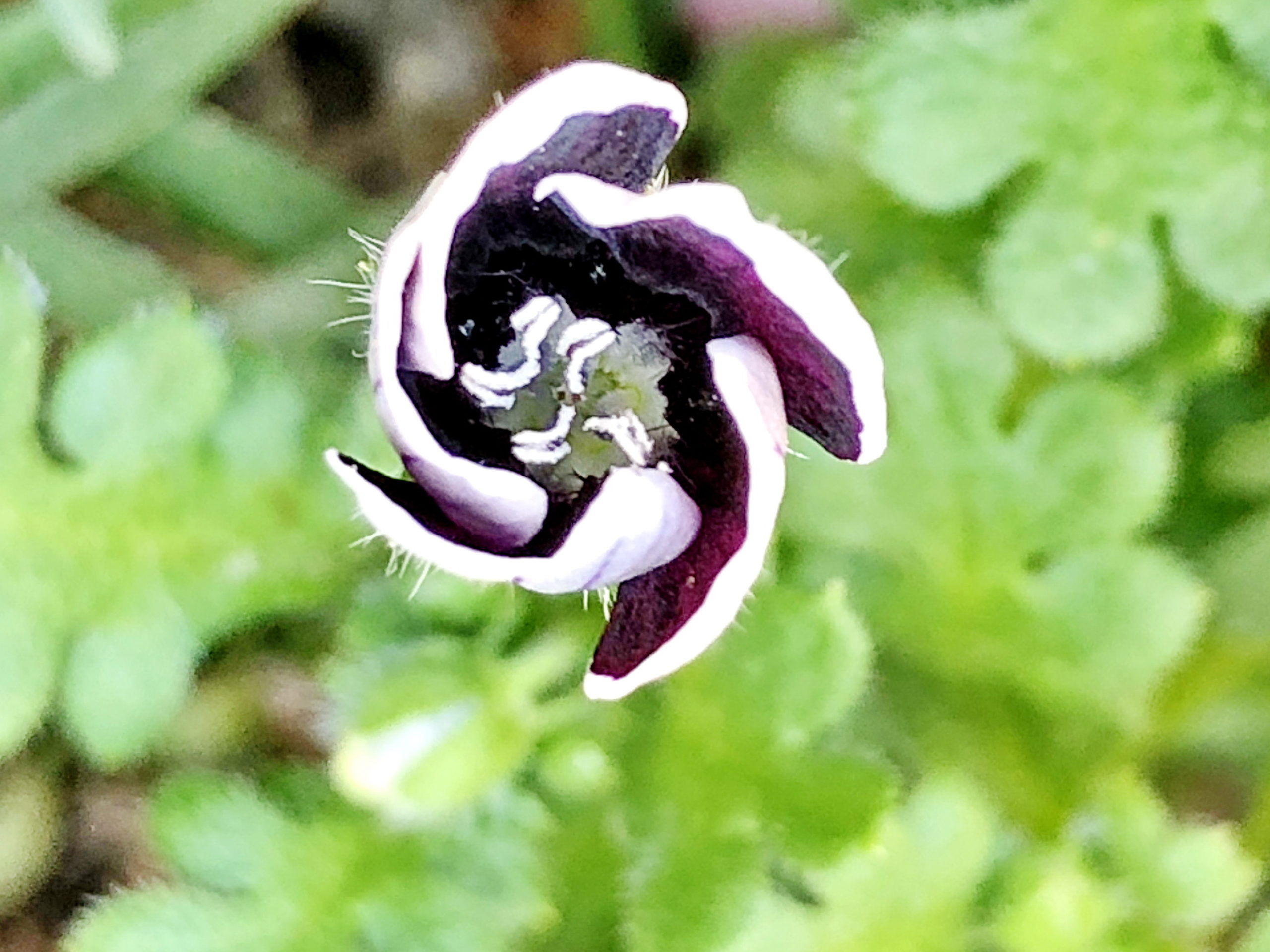 ネモフィラ ペニーブラック10粒と2種類の植物の種のおまけ付き あなた