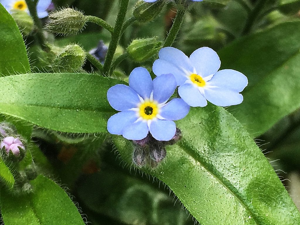 ムラサキ科 ワスレナグサ 勿忘草 の仲間 奥行き１ｍの果樹園