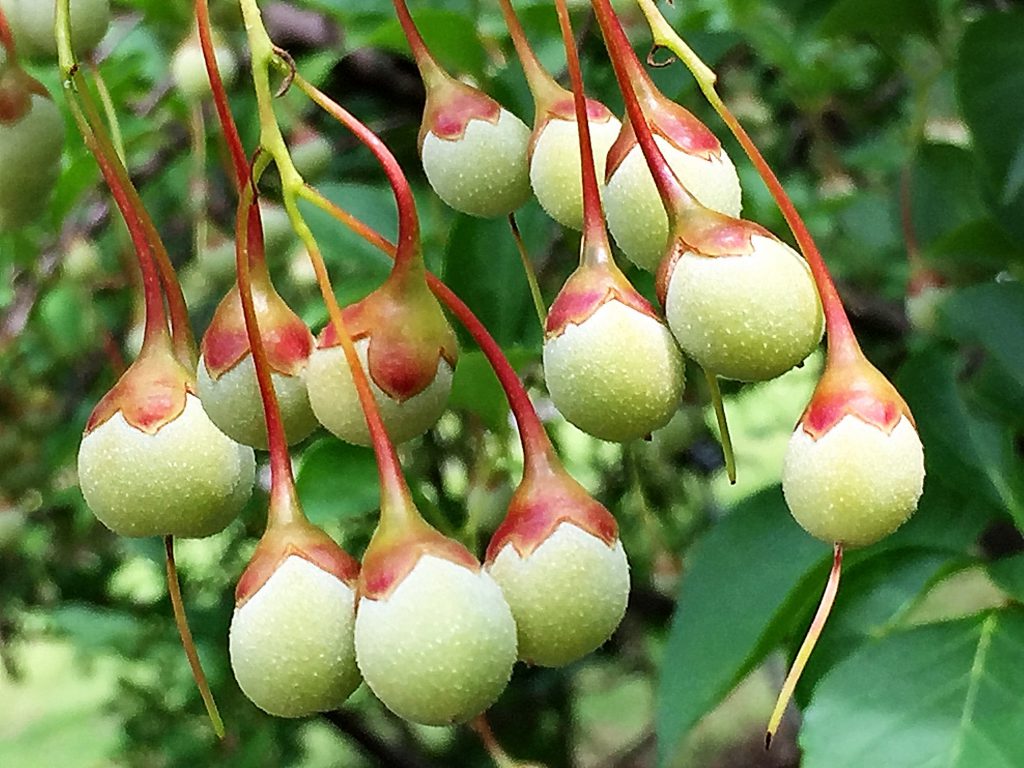 萼が色づいて愛らしいエゴノキの果実