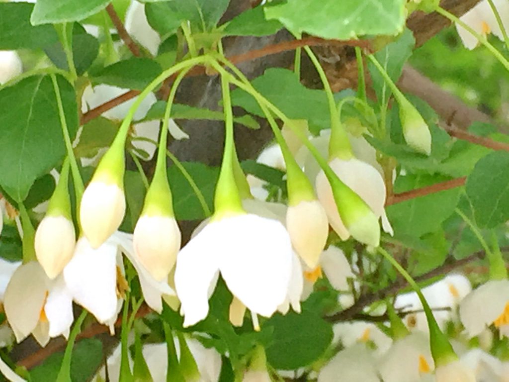 枝先に白色の沢山の花をつけるエゴノキ