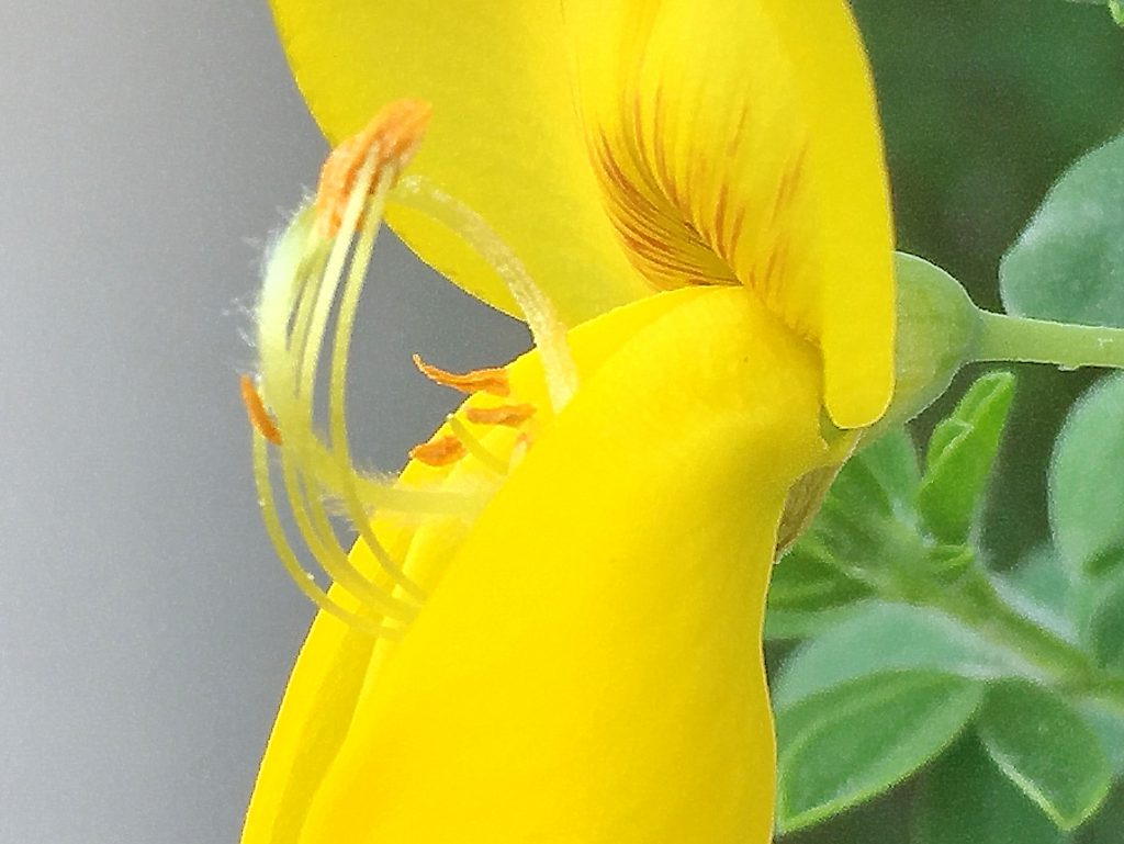 ヒメエニシダの昆虫が翼弁に乗ると押し下げられて葯が現れる
