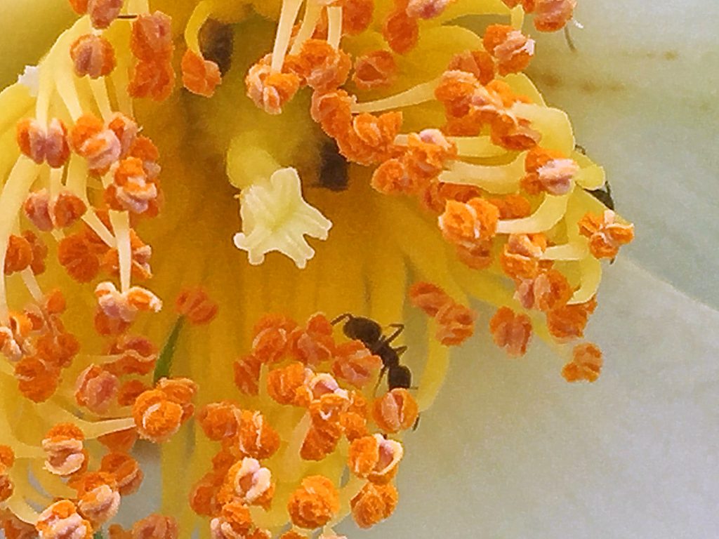 花粉があふれているヒメシャラの花