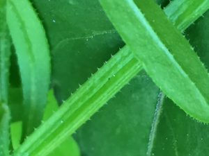 ヤエムグラの果実