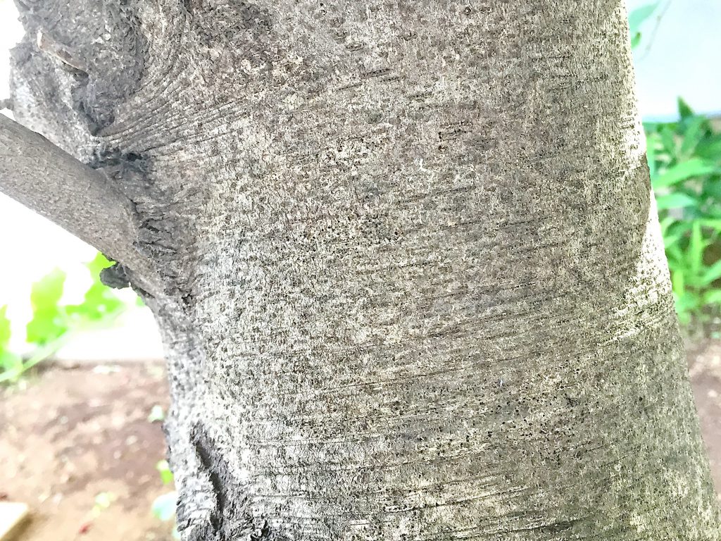 灰褐色で縮緬状のしわがある幹