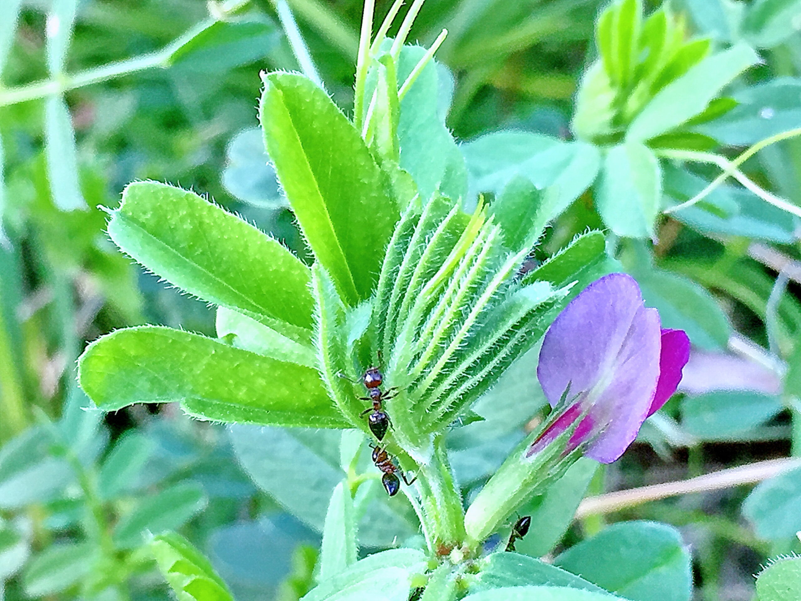 マメ科 カラスノエンドウとスズメノエンドウ 奥行き１ｍの果樹園