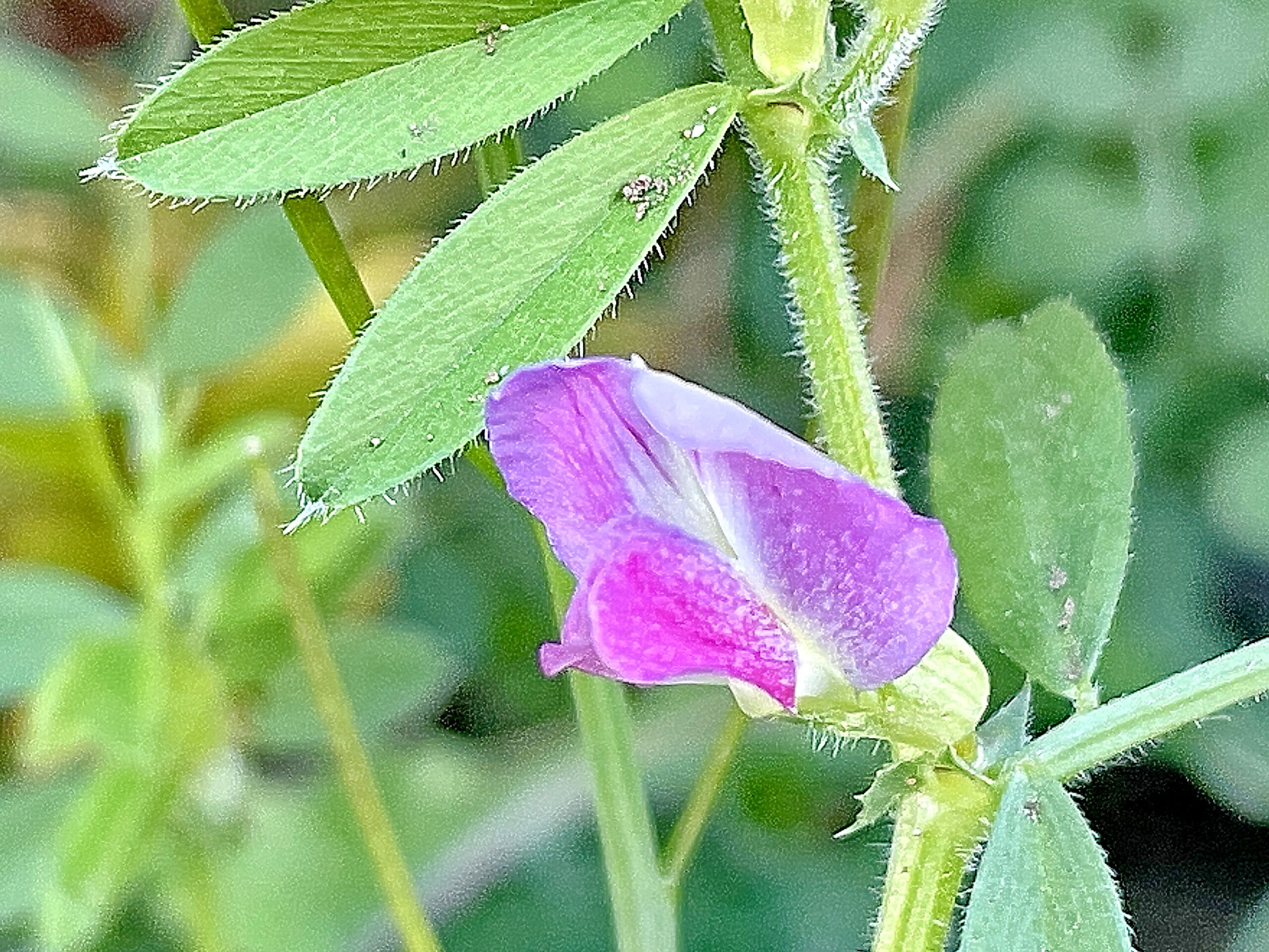 マメ科 カラスノエンドウとスズメノエンドウ 奥行き１ｍの果樹園
