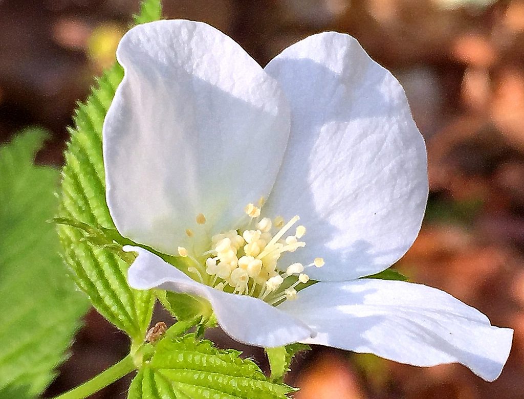 シロヤマブキ（白山吹）の花