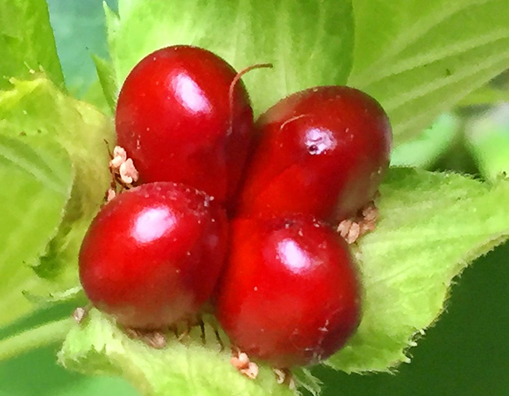 シロヤマブキの真っ赤な果実